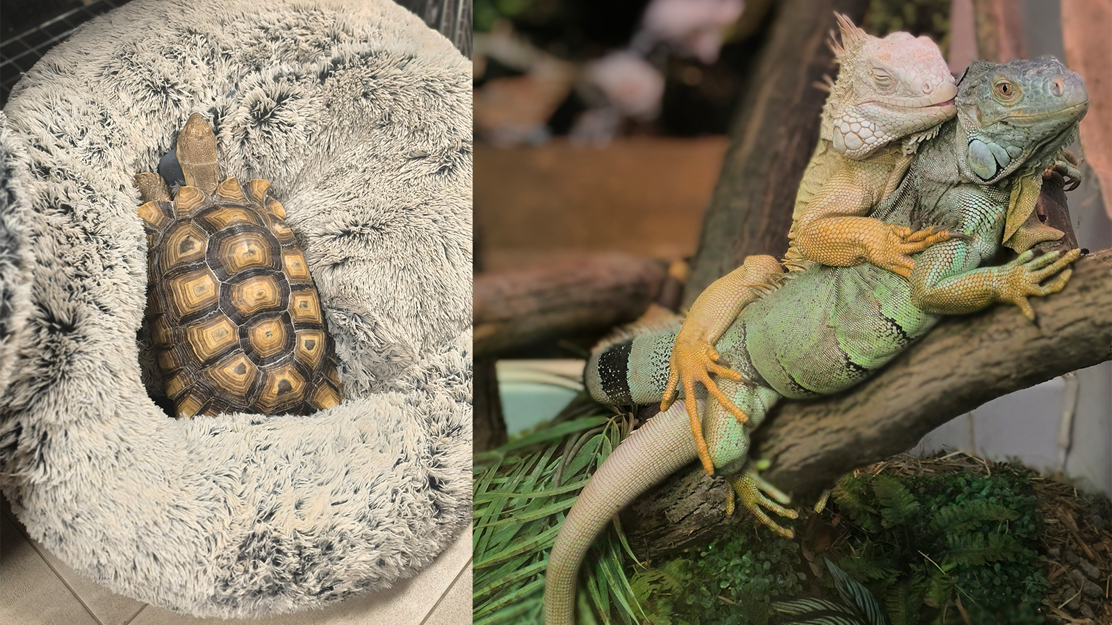 Bowser-Iguanas-Side-by-side