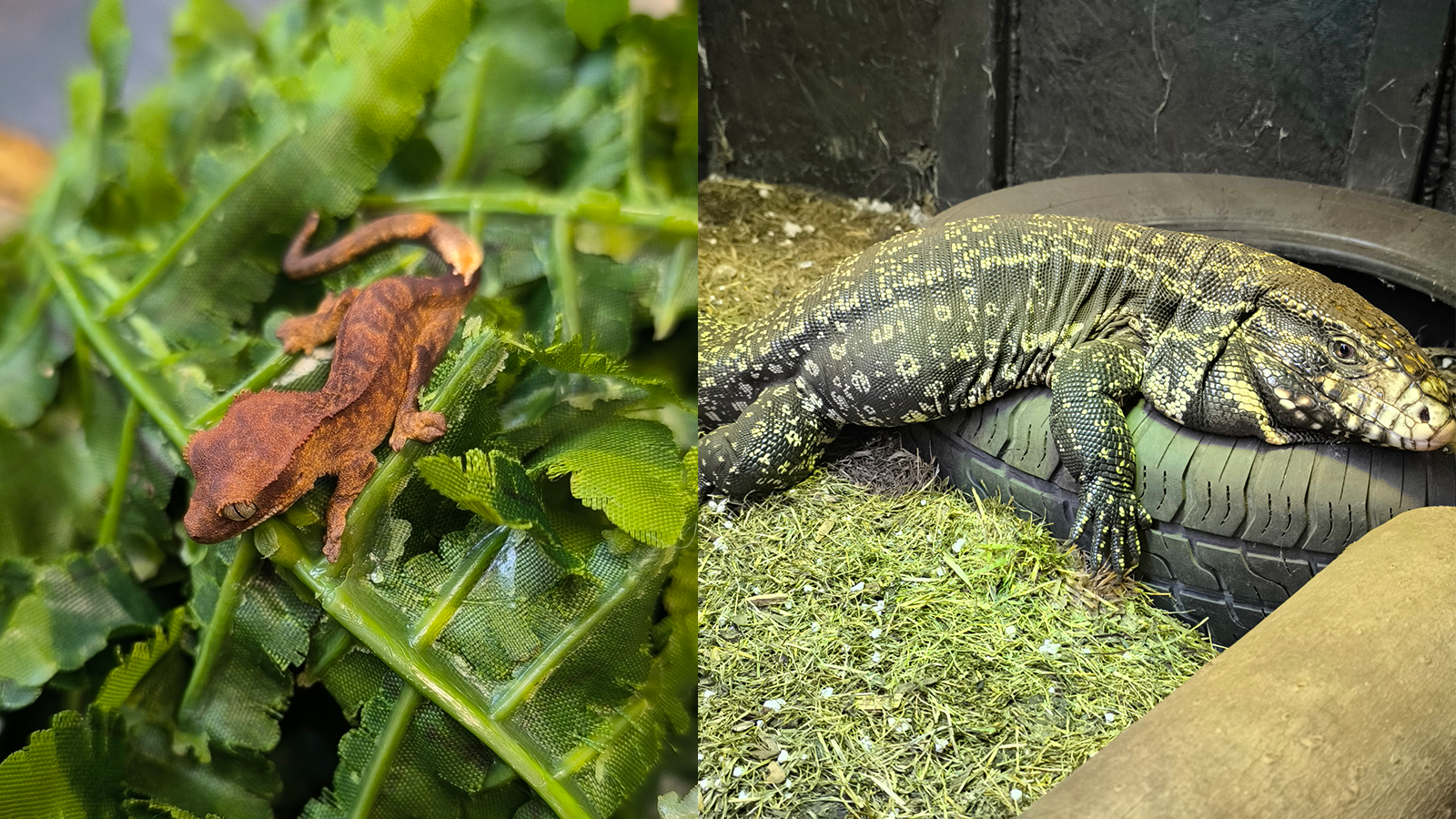 Gecko-Tegu-side-by-side