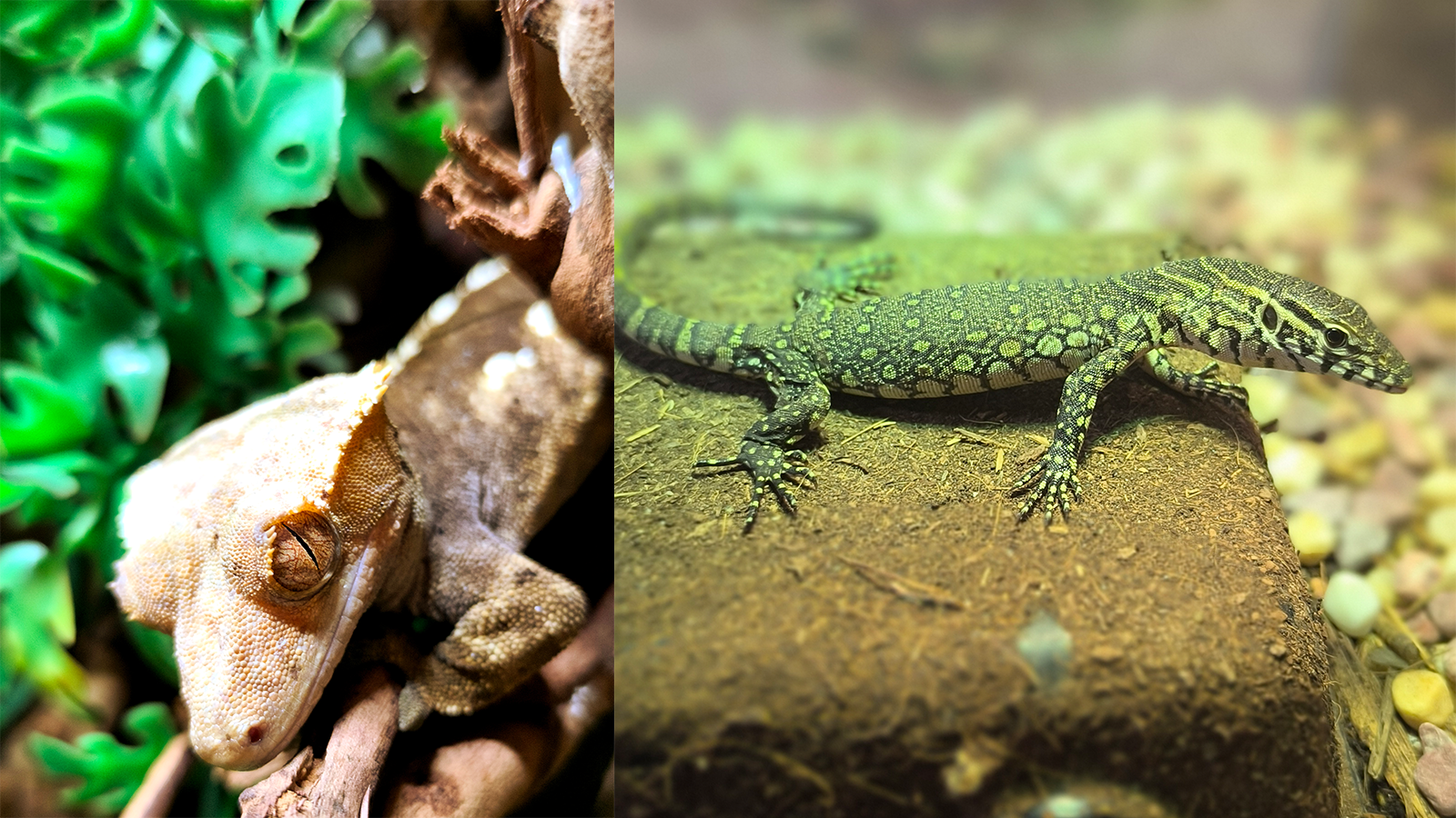 gecko-monitor-side-by-side