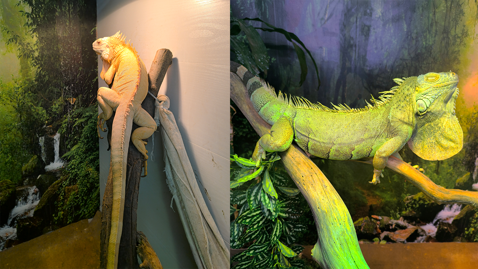 iguanas-side-by-side